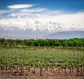 Weinreben vor verschneiten Bergen und grünem Wald unter blauem Himmel.