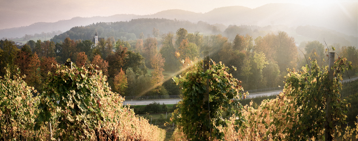 Weinberg bei Sonnenuntergang, mit sanften Hügeln und herbstlich gefärbten Bäumen im Hintergrund.