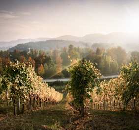 Weinberg bei Sonnenuntergang, mit sanften Hügeln und herbstlich gefärbten Bäumen im Hintergrund.