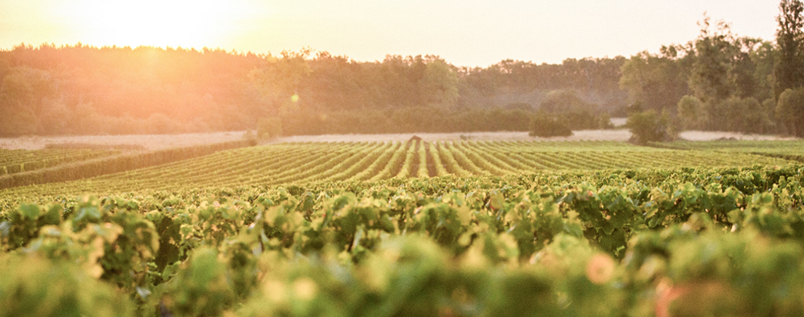 Weinberge bei Sonnenuntergang mit goldenem Licht und grünen Reben.