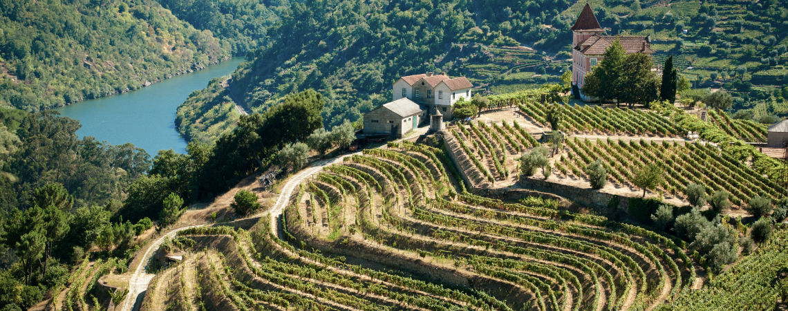 Terrassierte Weinberge mit Flussblick, umgeben von üppigem Grün und Häusern.