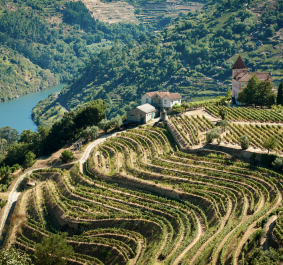 Terrassierte Weinberge mit Flussblick, umgeben von üppigem Grün und Häusern.
