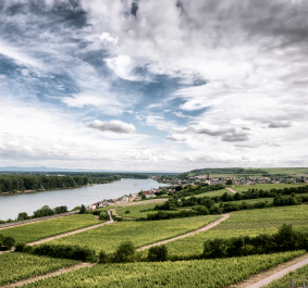 Weinberge überblicken Flusslandschaft bei teils bewölktem Himmel.