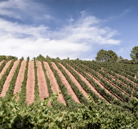 Weinberg mit geordneten Rebreihen unter blauem Himmel.