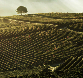 Morgenlicht fällt auf sanfte, nebelige Weinhügel mit vereinzelten Bäumen.