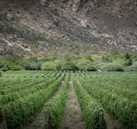 Weinberg mit saftig grünen Reben vor einer felsigen Hügelkulisse.
