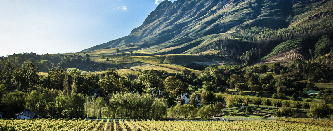 Weinberge vor einer majestätischen, bewaldeten Berglandschaft unter blauem Himmel.