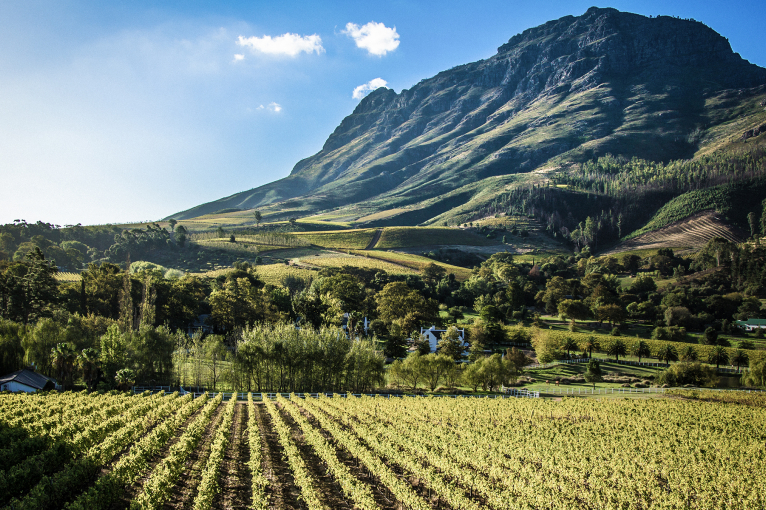 Weinberge vor einer majestätischen, bewaldeten Berglandschaft unter blauem Himmel.