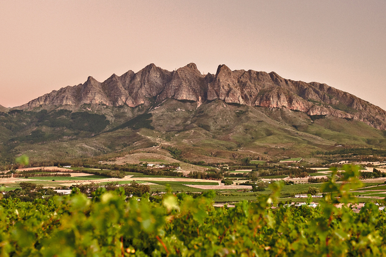 Weinberge im Vordergrund mit beeindruckender Bergkette im Hintergrund bei Sonnenuntergang.