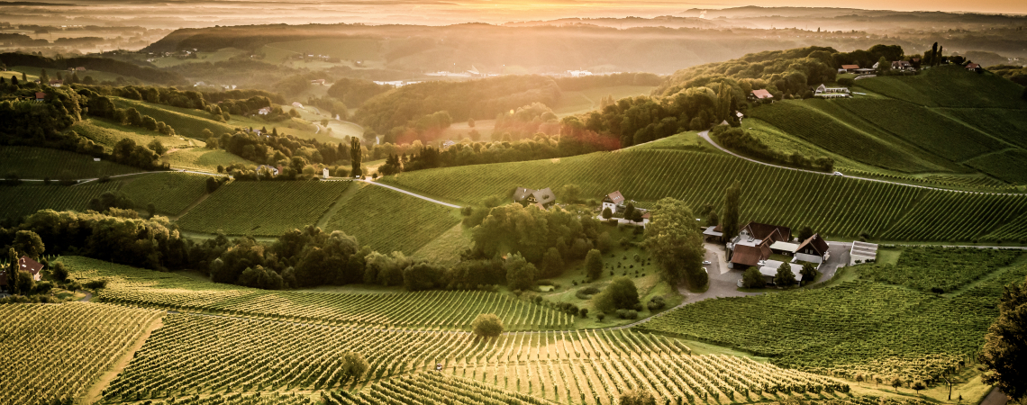 Landschaft mit grünen Weinbergen im Sonnenuntergang, vereinzelte Gebäude und sanfte Hügel.