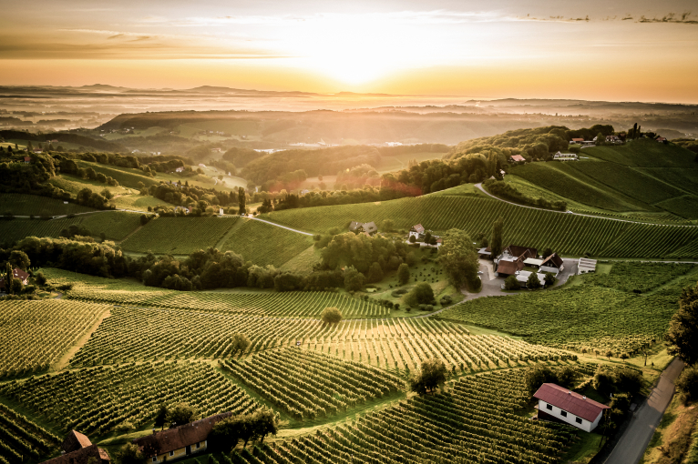 Landschaft mit grünen Weinbergen im Sonnenuntergang, vereinzelte Gebäude und sanfte Hügel.