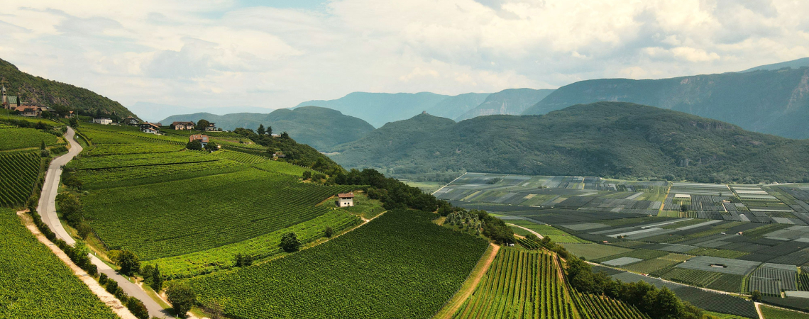 Weinberge auf sanften Hügeln vor einer beeindruckenden Bergkulisse unter wolkigem Himmel.