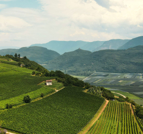 Weinberge auf sanften Hügeln vor einer beeindruckenden Bergkulisse unter wolkigem Himmel.