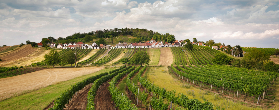 Weinberge mit kleinen weißen Häusern und bewölktem Himmel im Hintergrund.