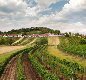 Weinberge mit kleinen weißen Häusern und bewölktem Himmel im Hintergrund.