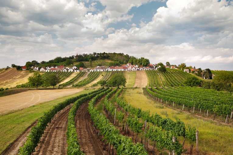 Weinberge mit kleinen weißen Häusern und bewölktem Himmel im Hintergrund.