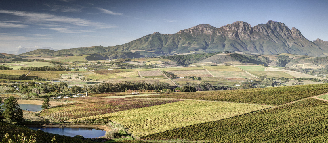 Weite, grüne Weinlandschaft mit majestätischem Gebirge im Hintergrund unter klarem Himmel.