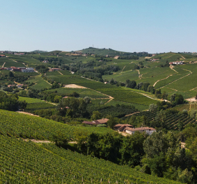 Weinberge und sanfte Hügel unter klarem Himmel in einer idyllischen Landschaft.