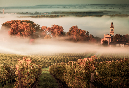 Nebliger Weinberg mit Herbstlaub und Kirche im Hintergrund.