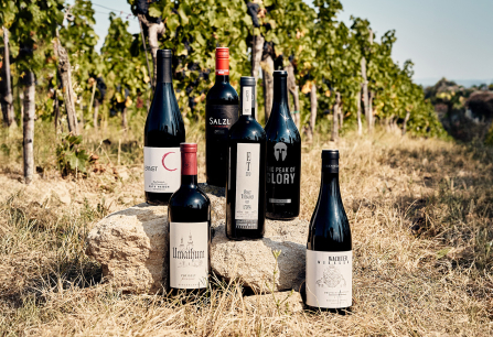 Sechs Weinflaschen auf Stein im sonnigen Weinberg.