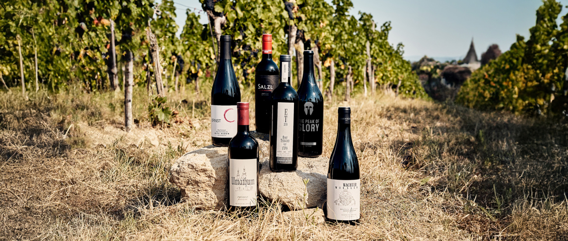 Sechs Weinflaschen auf Stein im sonnigen Weinberg.