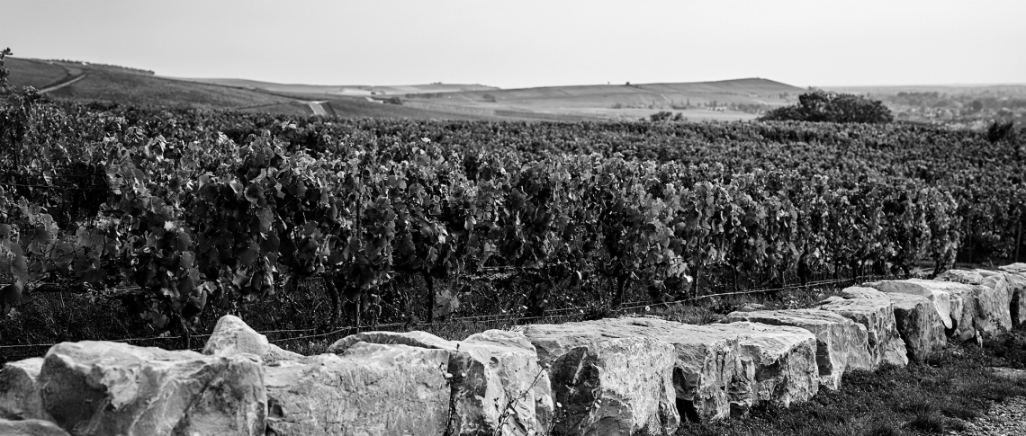Weinberg mit üppigem Laub und Steinmauer im Vordergrund, in Schwarzweiß aufgenommen.