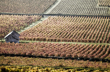 Weinberge im Herbst mit kleinem Steinhaus.
