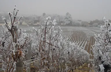 Verschneiter Weinberg mit frostbedeckten Reben und Dorf im Hintergrund.