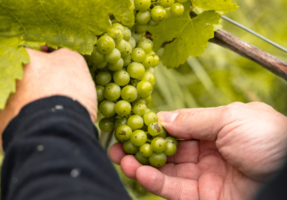 Falstaff Moric 0723 5454 c Xenia Trampusch