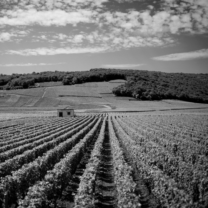 Fine Wine Burgund Cote de Nuits