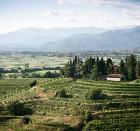 Panoramablick auf grüne Weinberge, Bäume und Berge im Hintergrund.