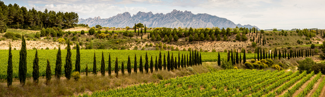 Weinberg mit Zypressen und Bergkulisse unter bewölktem Himmel.