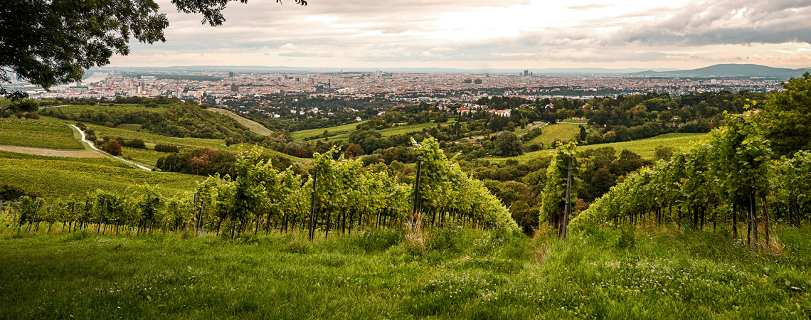 Weinberge mit Blick auf eine weite Stadtlandschaft unter bewölktem Himmel.