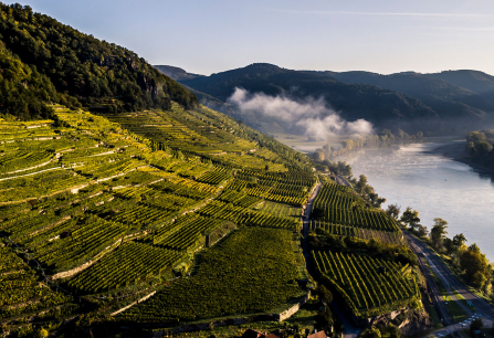 Terrassierte Weinberge neben einem Fluss in einer hügeligen, nebeligen Landschaft.