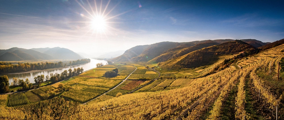 Sonnige Weinberge im Herbst mit Fluss und Bergen im Hintergrund.