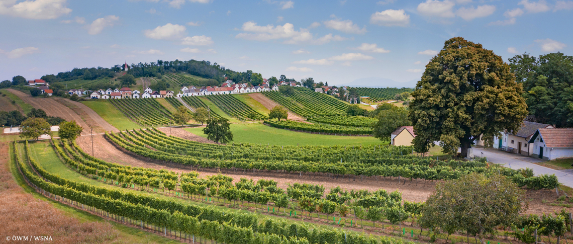Weinberge mit hügeliger Landschaft, einem großen Baum und kleinen Häusern im Hintergrund.