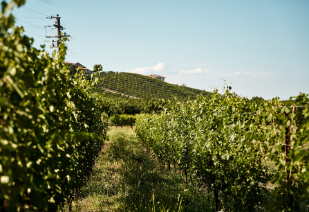 Weinberg unter blauem Himmel mit Hügeln und Rebstöcken im Vordergrund.