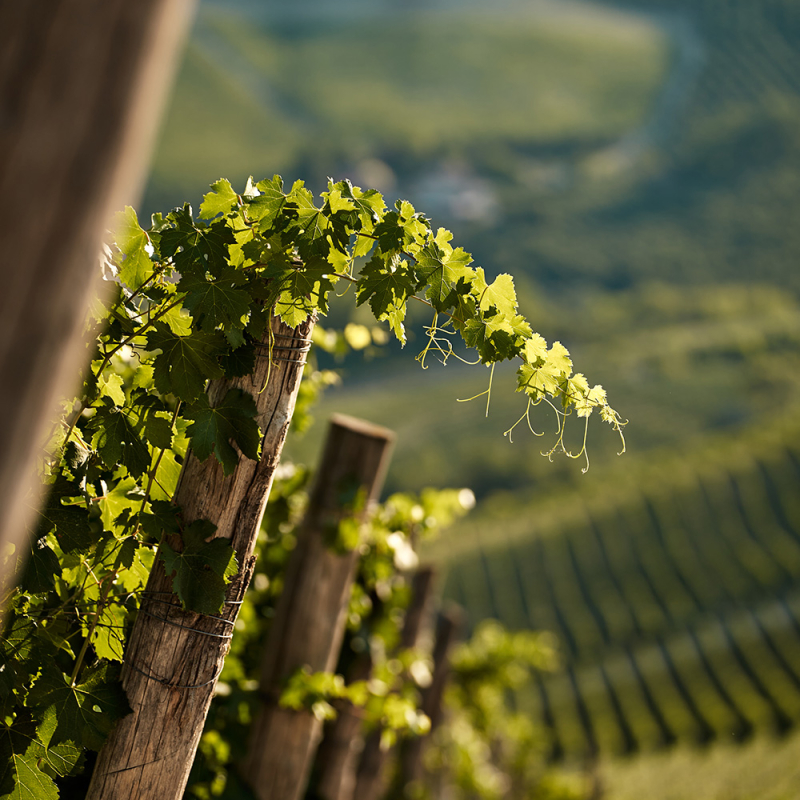 Piemont Barbaresco november 2022 2