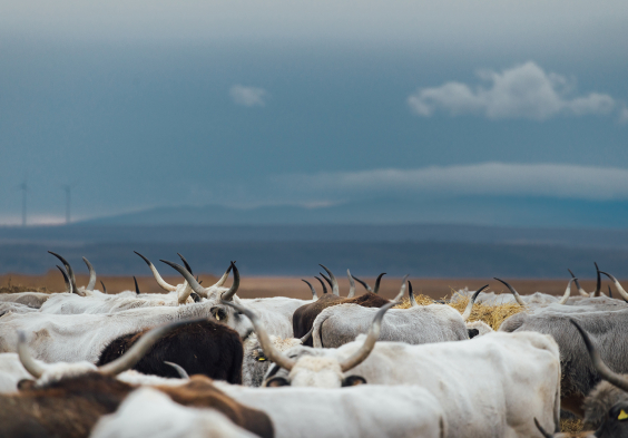 Salzl 2025 Graurinder