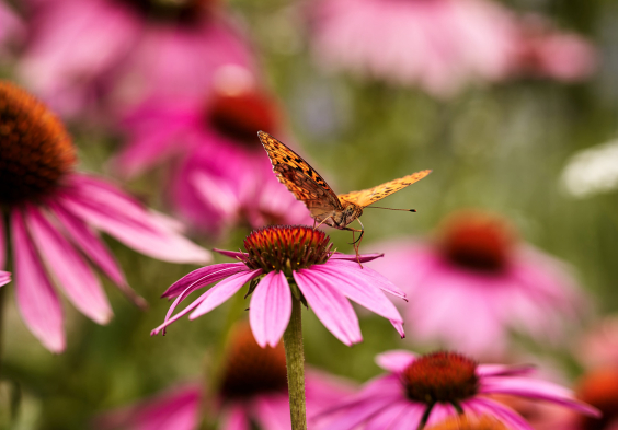 Schmetterling auf blume
