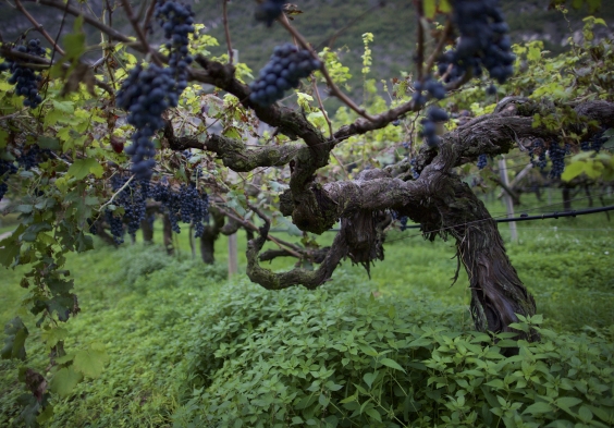 Suedtirol Alte Reben2 (c)John McDermott