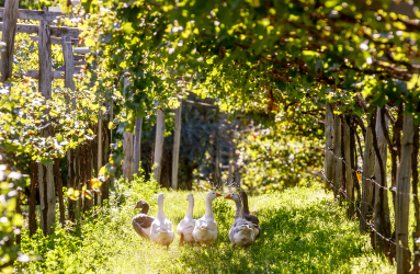 Enten in einem sonnigen Weinberg-Tunnel zwischen grünen Reben und Holzpfählen.
