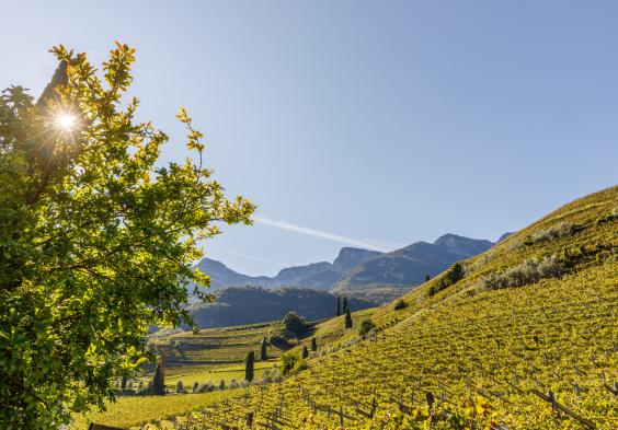 Suedtirol TW Lageder 7572