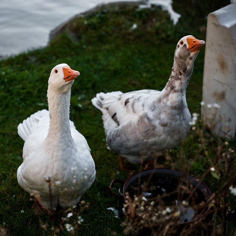 Tiere im Weingarten gaense