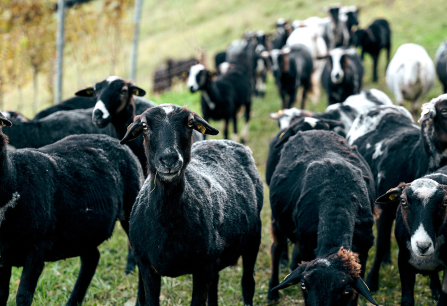Schwarze und weiße Schafe auf einer grünen Wiese, nah an einem Zaun.