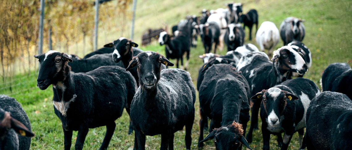 Schwarze und weiße Schafe auf einer grünen Wiese, nah an einem Zaun.