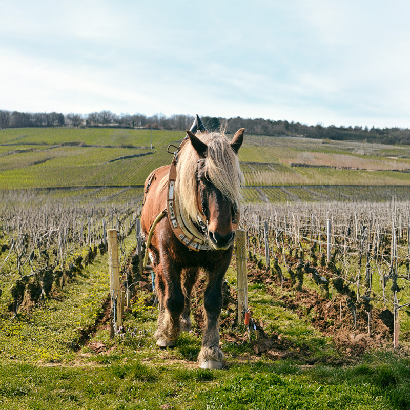 Tiere im Weingarten pferd