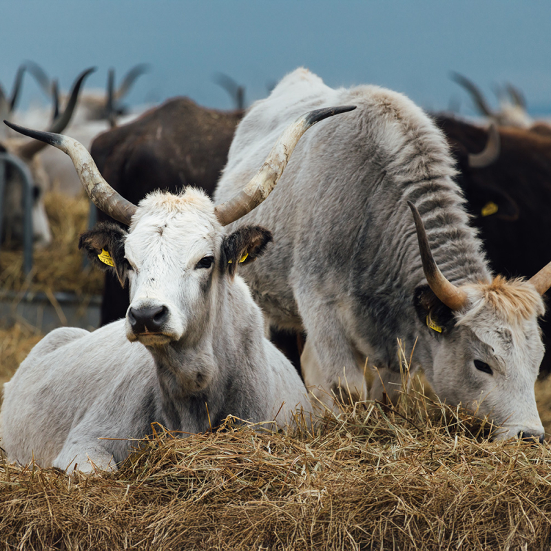 Tiere im Weingarten rinder