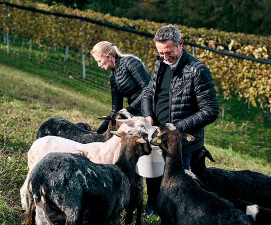 Tiere im Weingarten schafe