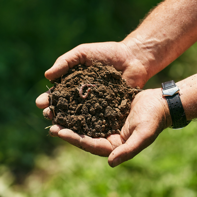 Tiere im Weingarten wurm